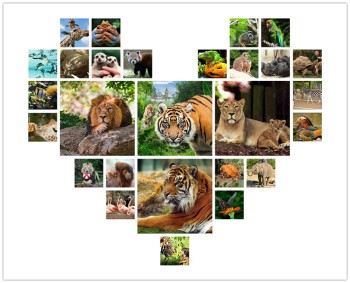 Tiger Territory - ZSL London Zoo